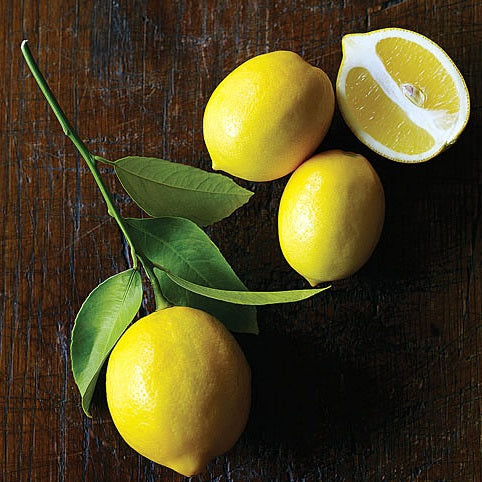 Citronnier ‘Meyer’ – citron doux (hybride), peau jaune/orangée, parfait en pot et intérieur lumineux – Tropico-Québec