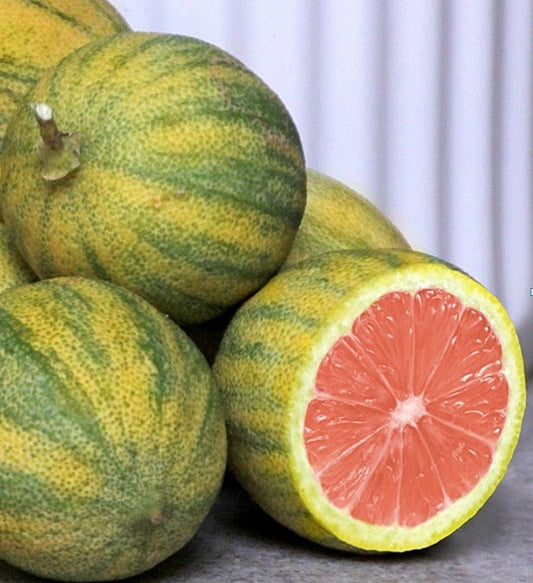 Citronnier panaché “Pink Lemon” – feuillage vert/crème, fruits rayés et chair rosée, très décoratif – Tropico-Québec