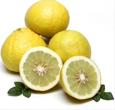 Citron Ponderosa Nain – Citri-pot (24–32″)