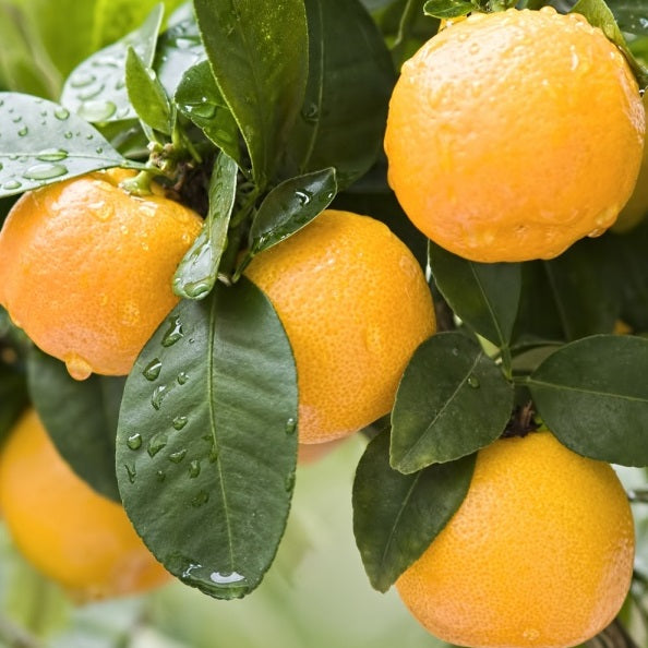 Clémentine ‘Fina sodea’ – petit fruit facile à peler, très sucré, agrume productif – Tropico-Québec