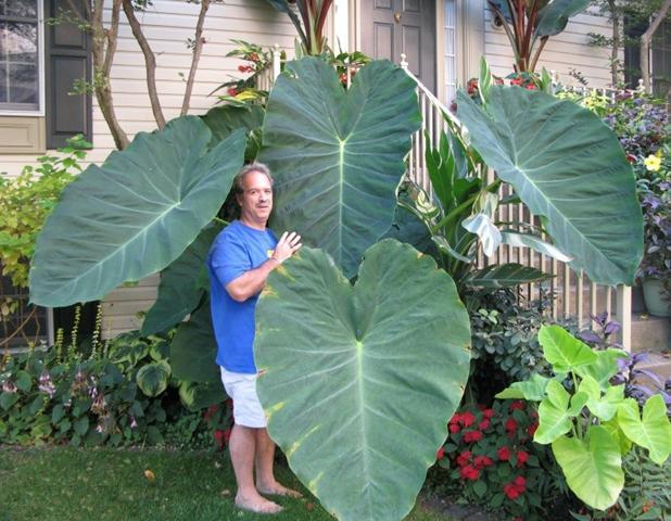 Colocasia ‘Jack’s Giant’ – variété géante à feuilles immenses, port imposant, effet tropical instantané – Tropico-Québec
