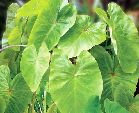 Colocasia ‘Maui Gold’ – feuillage lumineux jaune/vert doré, contraste tropical, plante ornementale très voyante – Tropico-Québec