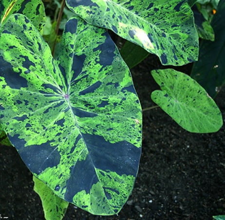 Colocasia ‘Mojito’ – grandes feuilles vertes mouchetées/éclaboussées, look très exotique et graphique, idéale en pot – Tropico-Québec