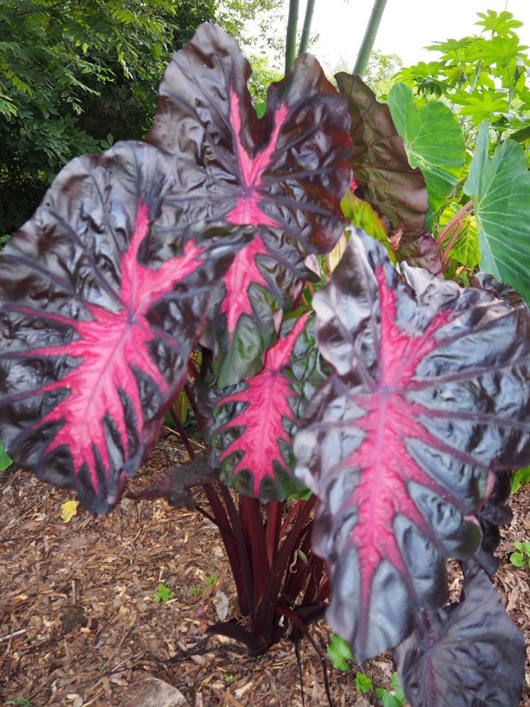 Colocasia ‘Redemption’ – grandes feuilles tropicales avec nervures apparentes, port robuste, idéale en pot et en serre – Tropico-Québec