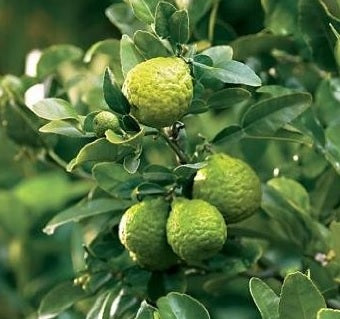 Combava (Citrus hystrix) – feuilles très parfumées pour cuisine, fruits verts bosselés – Tropico-Québec