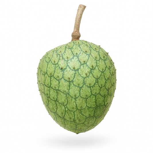 Corossol des montagnes (Annona montana) – fruitier tropical proche du corossol, feuillage vert lustré, culture en serre – Tropico-Québec