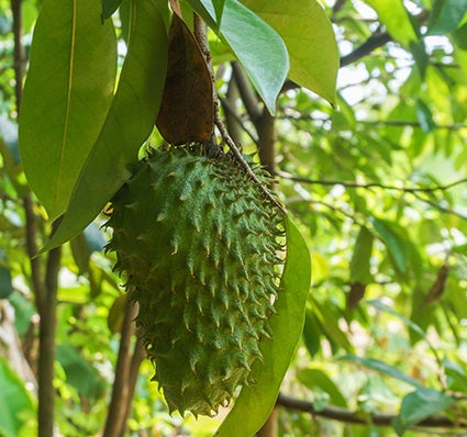 Corossolier (Annona muricata) – fruitier tropical du corossol, feuilles vertes lustrées, culture en serre – Tropico-Québec