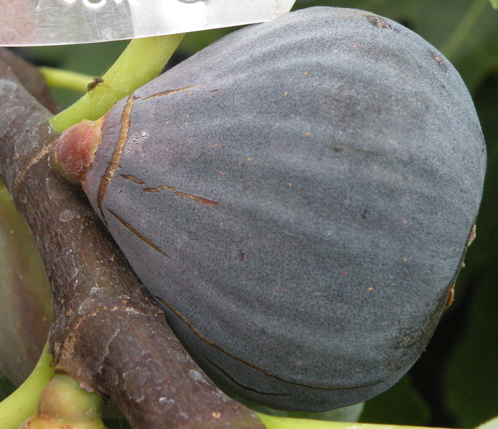 Figuier ‘Bourjassotte Noire’ (Ficus carica) – figues noires de collection – Tropico-Québec