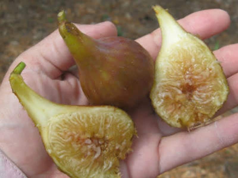 Figuier ‘Celeste’ (Ficus carica) aux figues sucrées – Tropico-Québec