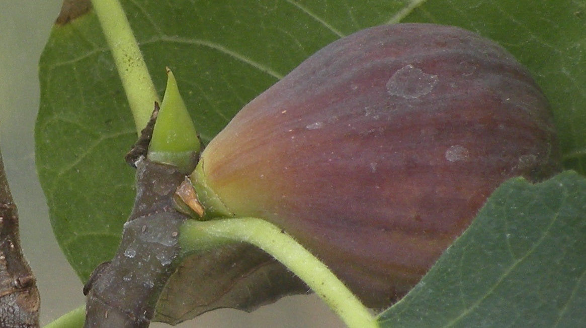 Figuier ‘Colasanti Dark’ (Ficus carica) – figues foncées, variété riche en goût – Tropico-Québec