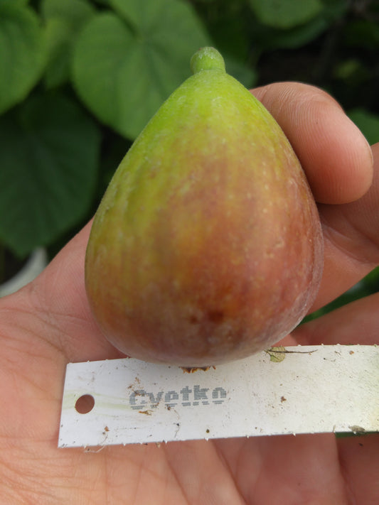 Figuier ‘Cvetko’ (Ficus carica) – variété productive, figues savoureuses – Tropico-Québec