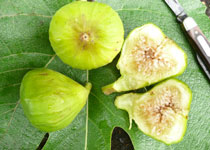 Figuier ‘Italian Honey’ (Ficus carica) – figues dorées très sucrées– Tropico-Québec