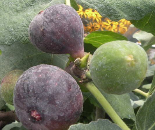 Figuier ‘Jean Talon’ (Ficus carica) – variété sélectionnée, idéale en pot – Tropico-Québec