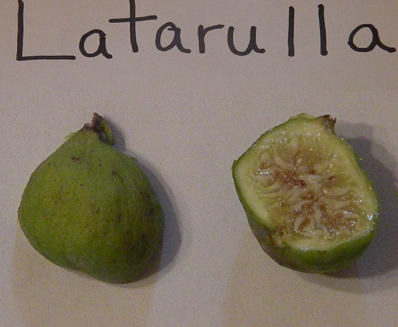 Figuier ‘Latarulla’ (Ficus carica) aux figues jaune pâle – Tropico-Québec