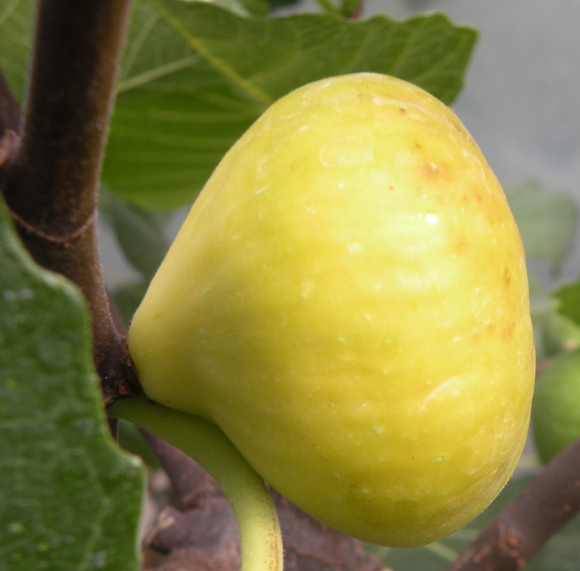 Figuier ‘LSU Gold’ (Ficus carica) – grosses figues jaunes, chair douce – Tropico-Québec