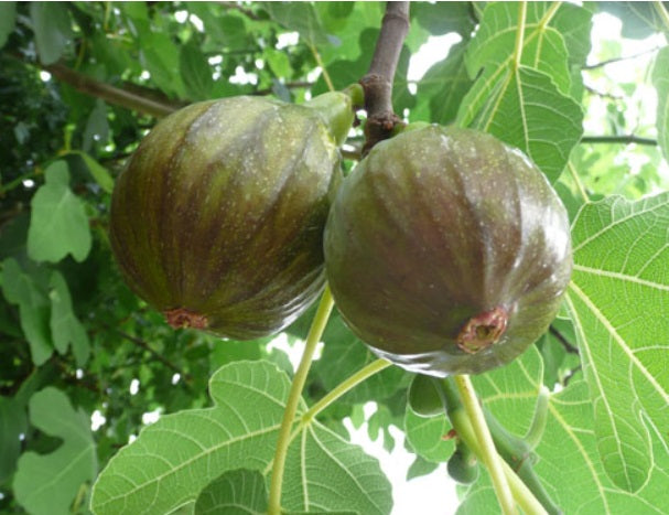 Figuier ‘Olympian’ (Ficus carica) avec grosses figues mauves – Tropico-Québec