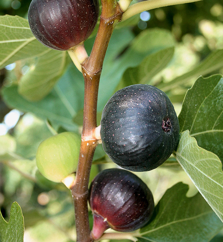 Figuier ‘Ronde de Bordeaux’ (Ficus carica) – variété précoce, figues foncées – Tropico-Québec