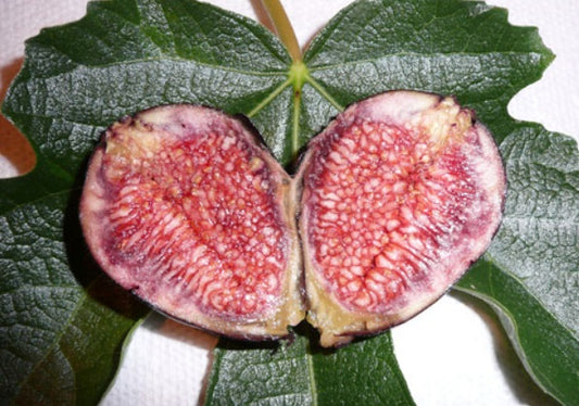 Figuier ‘Violet de Bordeaux’ (Ficus carica) aux figues violettes – Tropico-Québec
