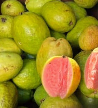 Goyavier ‘Scarlett’ (Psidium guajava) – goyave à chair rouge/rose, fruit très parfumé, culture en pot/serre – Tropico-Québec