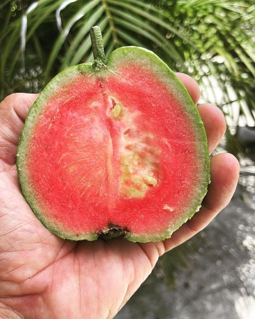 Goyave ‘watermelon’ – Pot 10" (24–48")