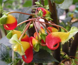 Impatiens niamniamensis (impatiens “perroquet”) – fleurs rouge/jaune originales en bec, plante tropicale florifère – Tropico-Québec