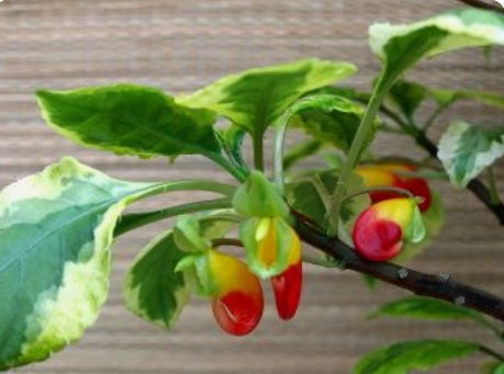Impatiens panachée – foliage vert et crème (variegata) avec floraison décorative, plante d’intérieur/ombre – Tropico-Québec
