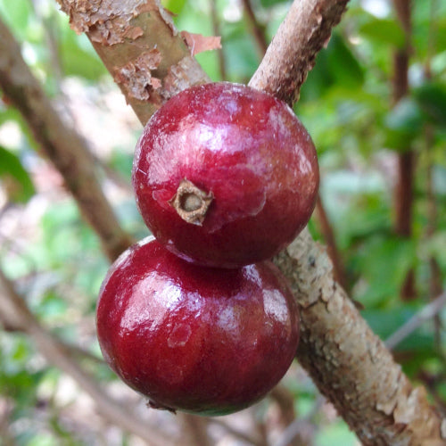 Jaboticaba hybride rouge (Plinia) – fruits rougeâtres/rosés selon maturité, variété rare de collection – Tropico-Québec