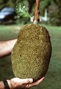 Jacquier ‘Black Gold’ – variété réputée, gros jackfruits sucrés, arbre tropical de collection en serre chaude – Tropico-Québec