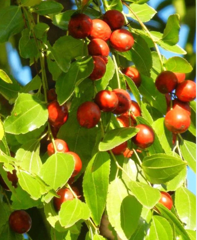 Jujube chinois (Ziziphus jujuba) en pot 10" avec fruits mûrs – Tropico-Québec