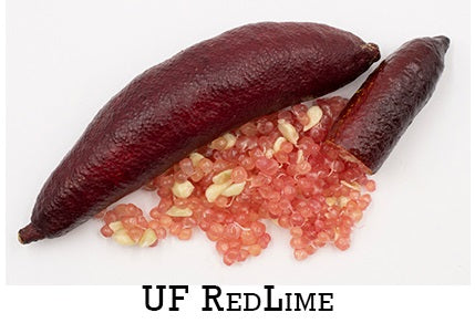 Lime ‘UF Red Lime’ – agrume rare à fruits rougeâtres/rosés, très aromatique, variété de collection en pot – Tropico-Québec