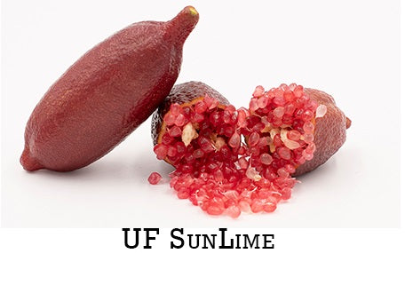 Lime ‘UF Sun Lime’ – agrume de collection, fruits très parfumés, excellent pour cuisine et cocktails – Tropico-Québec