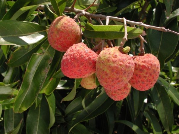 Litchi ‘Emperor’ (Litchi chinensis) – très gros fruits, chair épaisse sucrée, variété premium très recherchée – Tropico-Québec