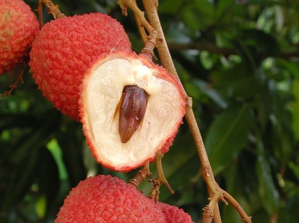 Litchi ‘Ha Kip’ (Litchi chinensis) – fruits rouges à gros noyau, goût doux et parfumé, variété de collection – Tropico-Québec