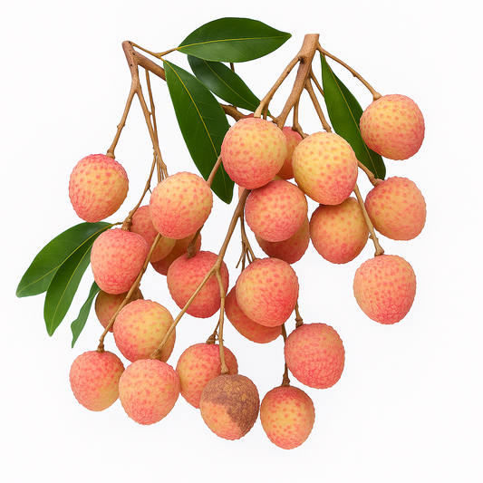 Litchi ‘Ohia’ (Litchi chinensis) – grappes de fruits rouges, flavor doux et aromatique, fruitier tropical de collection – Tropico-Québec