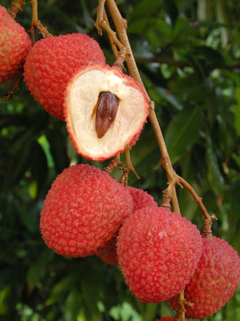 Litchi ‘Sweetheart’ (Litchi chinensis) – fruits rouges très sucrés, chair abondante et parfumée, variété très appréciée – Tropico-Québec
