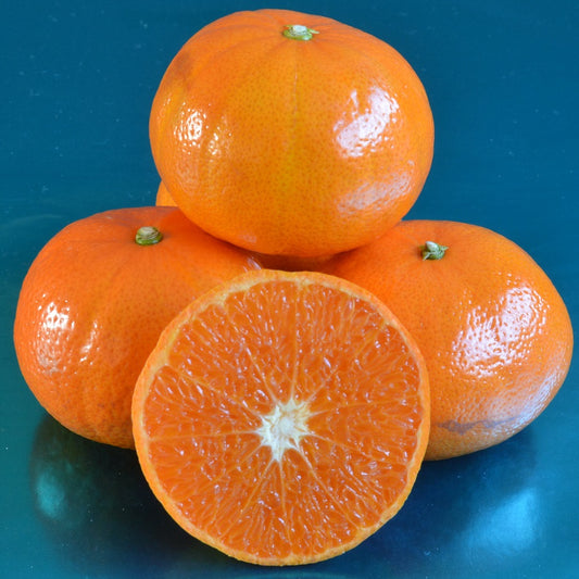 Mandarine ‘Murcott (Honey)’ – très sucrée et juteuse, fruit premium, excellente en pot/serre – Tropico-Québec