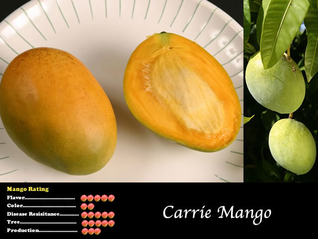 Mango tree ‘Carrie’ (Mangifera indica) – mangue très parfumée, flesh fondante presque fiber-free, variety top en greenhouse – Tropico-Québec