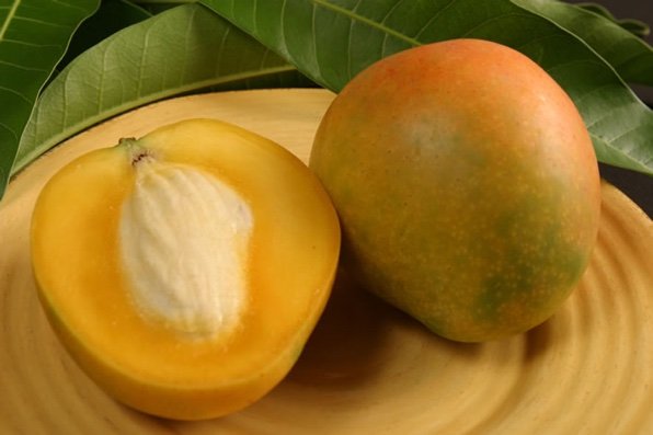 Manguier ‘Florigon’ – variété hâtive, mangues jaunes sucrées, bon choix productif en climat chaud/serre – Tropico-Québec