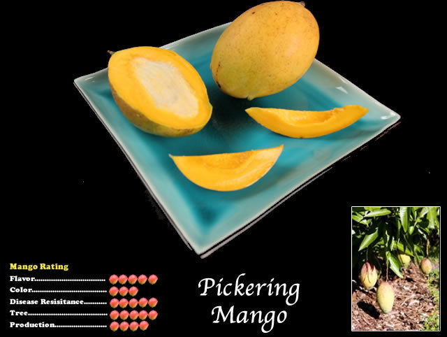 Mango tree ‘Pickering’ (Mangifera indica) – variety naine/compacte idéale en pot, mangues sucrées, parfaite pour greenhouse – Tropico-Québec