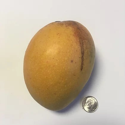 Mango tree ‘Piña Colada’ – variety à saveur tropicale (ananas/coco), mangue dessert très aromatique – Tropico-Québec