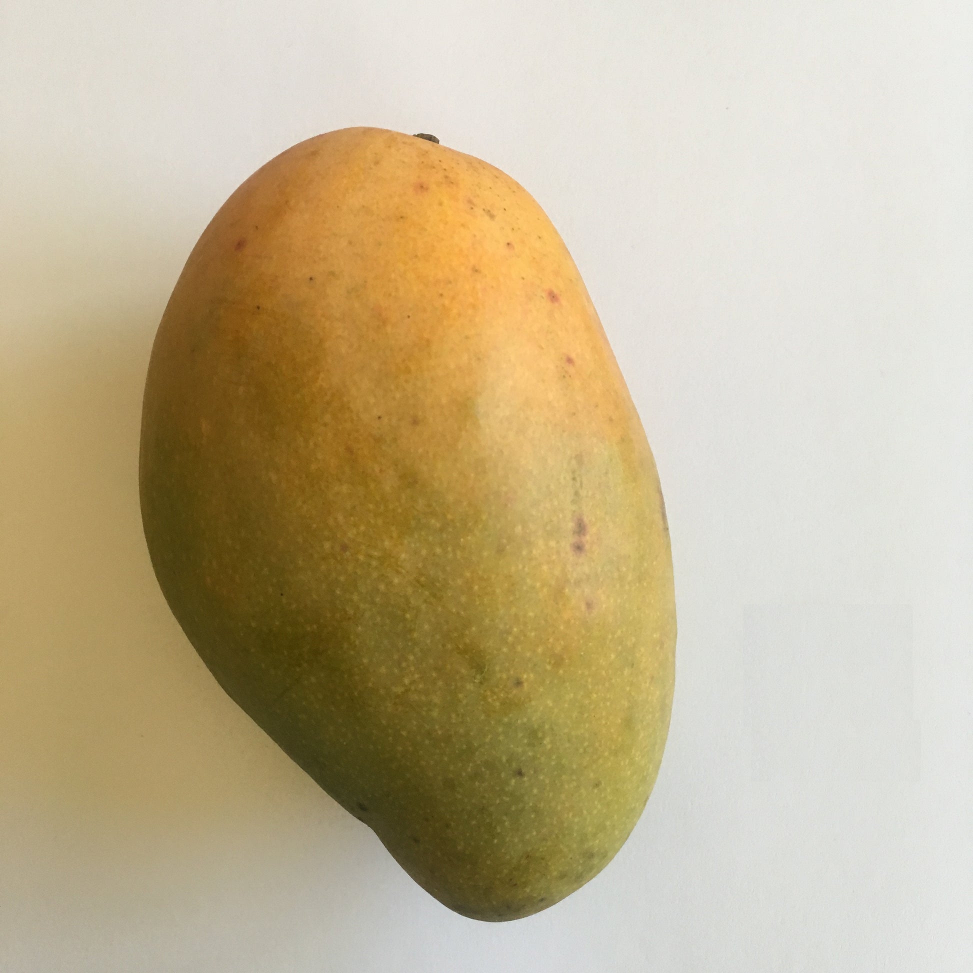 Manguier ‘Valcarrie (Mangifera indica) – mangue très parfumée, chair fondante presque sans fibres, variété top en serre – Tropico-Québec
