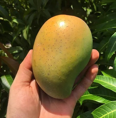 Mango tree vietnamien (Mangifera indica) – mangue parfumée, variety exotique de collection, culture en greenhouse chaude – Tropico-Québec