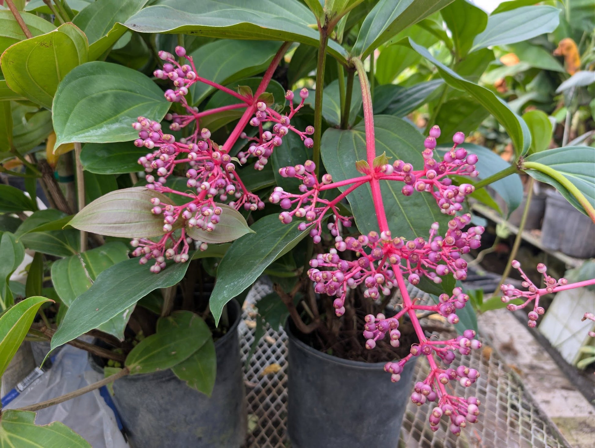 Medinilla myriantha en pot 10 pouces (24–36 pouces), plante tropicale rare à grappes de fleurs roses