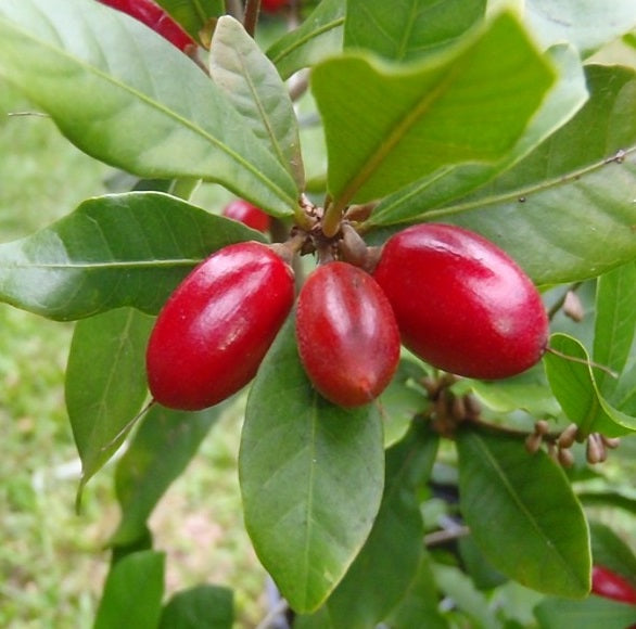 Miracle fruit (Synsepalum dulcificum) – petit fruit rouge qui modifie la perception du goût (acidité → sucré), plante tropicale rare – Tropico-Québec