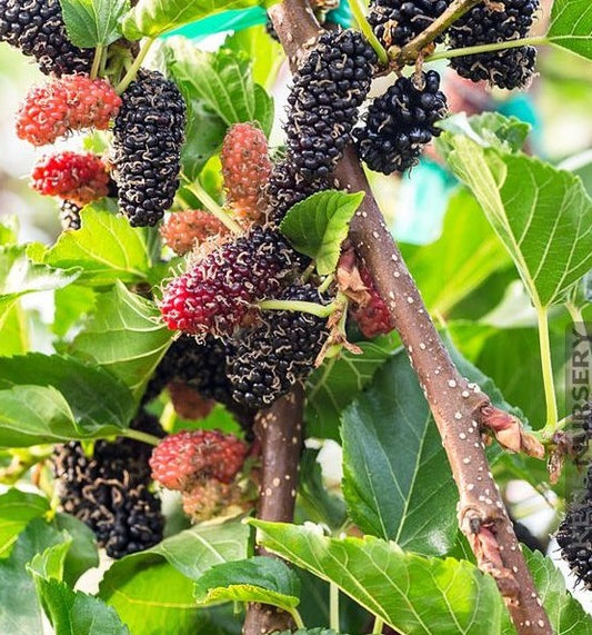 Mûrier ‘Dwarf Everbearing’ (Morus) – petit fruitier compact, production continue, ideal en containers or greenhouses – Tropico-Québec