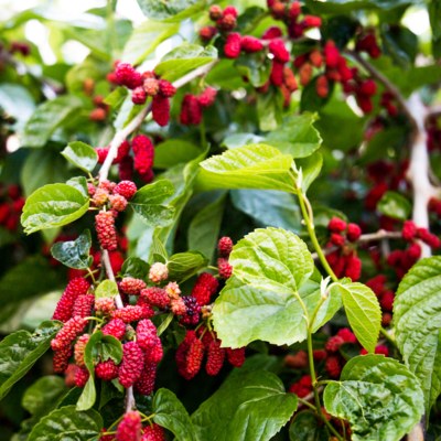 Mulberry (Morus) 'Thai Dwarf' – 4" (6-18 inch) pot