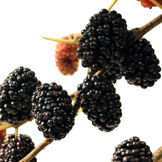 Mulberry (Morus) 'Mojo Berry' (6-12") – 4" Pot