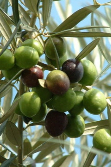 Olivier (Olea europaea) – arbre méditerranéen à foliage gris-vert, container growing et intérieur lumineux – Tropico-Québec