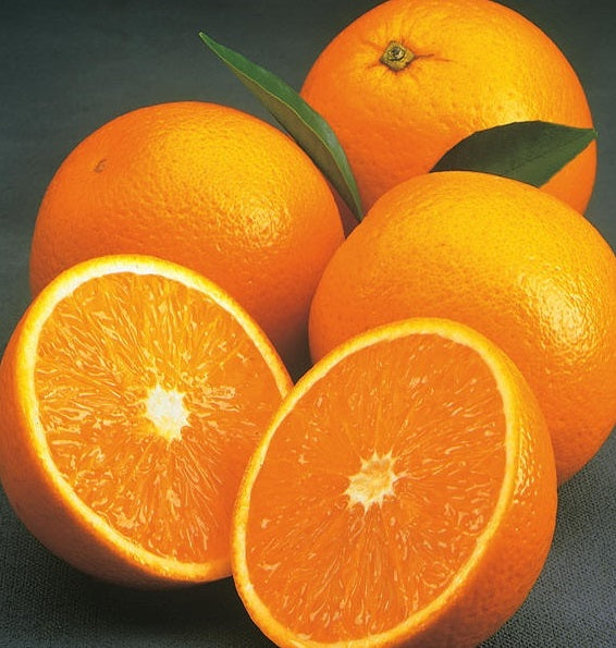 Orange ‘Valencia’ (Citrus sinensis) – orange à jus très sucrée, production abondante en conditions chaudes – Tropico-Québec
