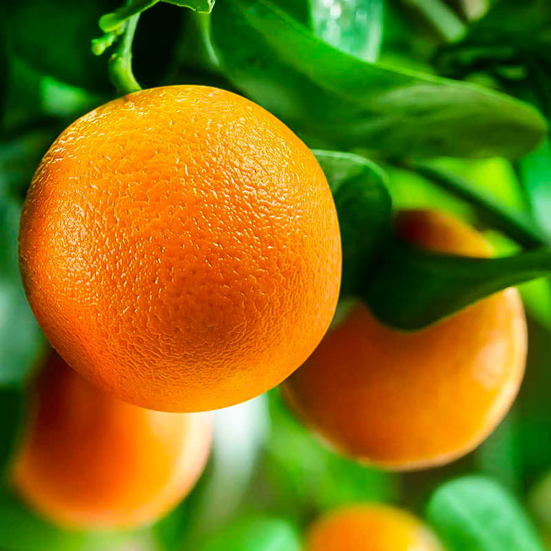 Orange ‘Washington Navel’ (Citrus sinensis) – orange à nombril, flesh douce, Citrus classique en containers or greenhouses – Tropico-Québec